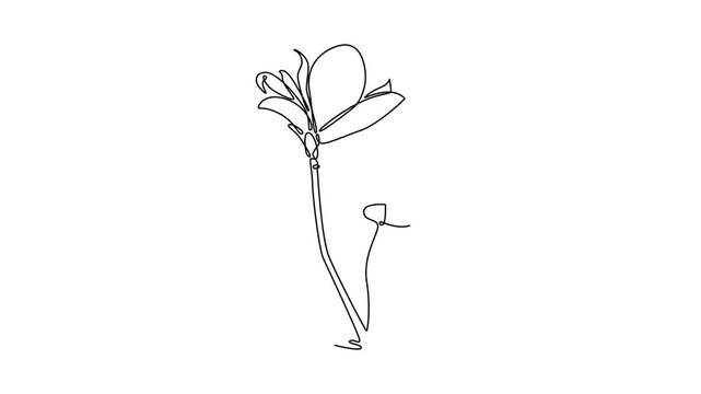  Floral with branch concept. Single line draw design. Full length animation illustration. High quality 4k footage