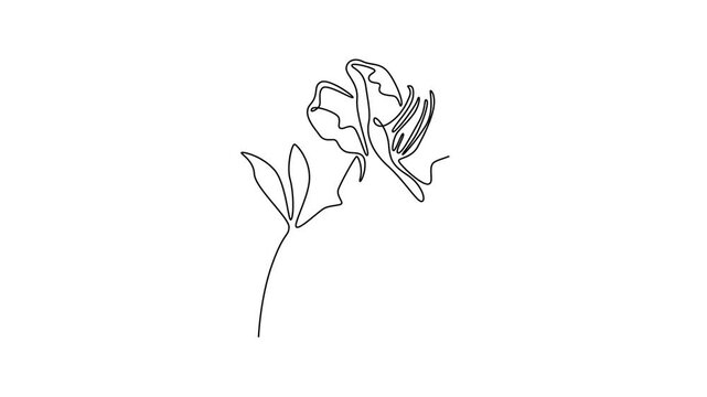  Floral with branch concept. Single line draw design. Full length animation illustration. High quality 4k footage