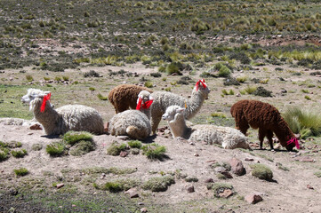 flock of Lamas marked with red stripes at the meadows of the Altiplano mountain region in Peru