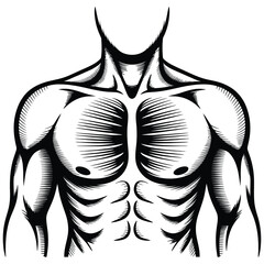 Anatomical Illustration of a Rib Cage