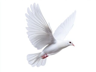 Obraz premium White Dove in Flight