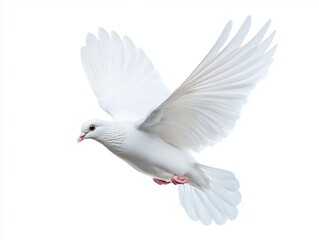 Obraz premium White Dove in Flight (3)