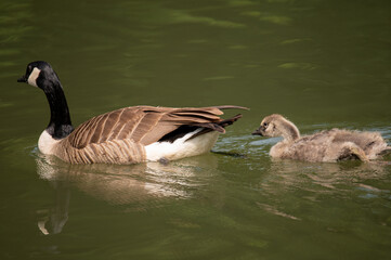 Bernache du Canada avec son petit au bord de l&rsquo;eau, famille d&rsquo;oiseaux sauvages en milieu naturel