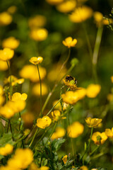 Abeille butinant une fleur au printemps, pollinisation et biodiversit&eacute; en macro

