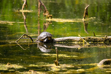Tortue aquatique buvant de l’eau sur un tronc couché dans un milieu naturel humide