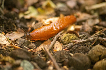 Limace orange sur un lit de feuilles et de terre en forêt, macrofaune et biodiversité