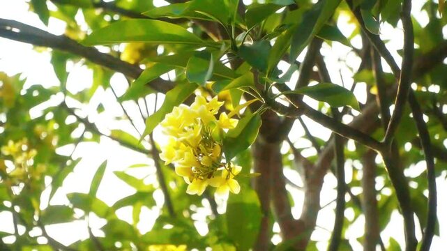 ow angle footage of yellow flowers on tree &ndash; ideal for themes of growth, nature, positivity, and spring