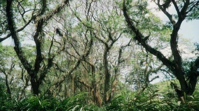 Smooth tilt-down shot revealing the magical green forest of Djawatan, East Java &ndash; rich vegetation and natural wonder
