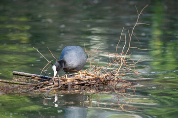 Foulque macroule construisant son nid sur l&rsquo;eau au printemps, oiseau aquatique et faune sauvage