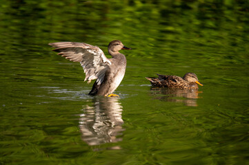 Couple de canards sauvages sur un étang au printemps faune et nature aquatique
