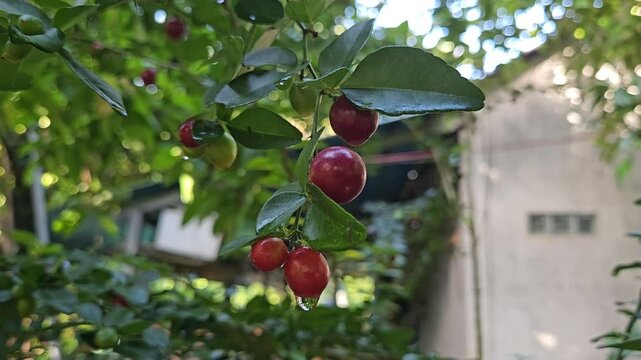 Close-up of ripe limeberry fruits (Triphasia trifolia) growing on a small shrub with shiny green leaves, taken in natural forest light.