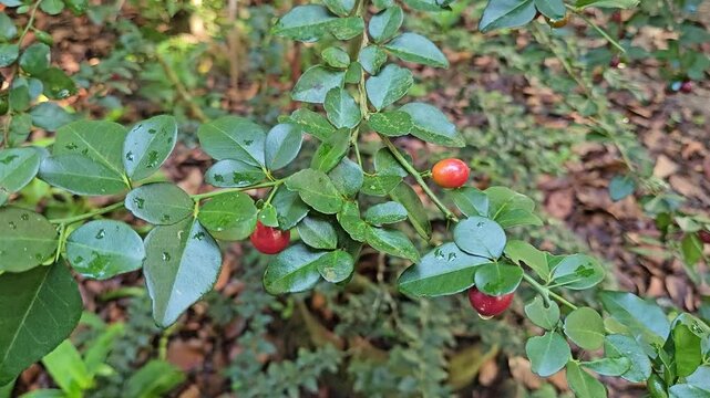 Close-up of ripe limeberry fruits (Triphasia trifolia) growing on a small shrub with shiny green leaves, taken in natural forest light.