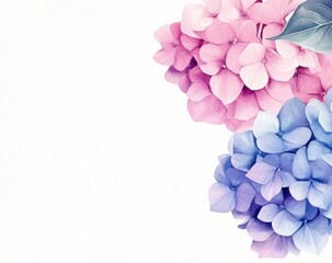 Delicate pink and blue hydrangea blossoms against white background