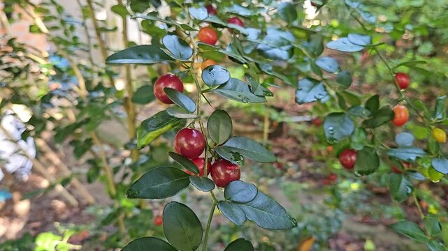 Close-up of ripe limeberry fruits or Lime Berry, Triphasia trifolia,  growing on a small shrub with shiny green leaves.