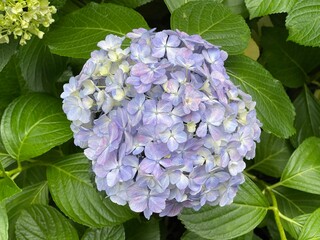6月の紫のアジサイの花 2025/6/4