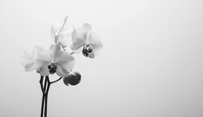 Naklejka na ściany i meble Monochrome orchid blossoms on a light gray background