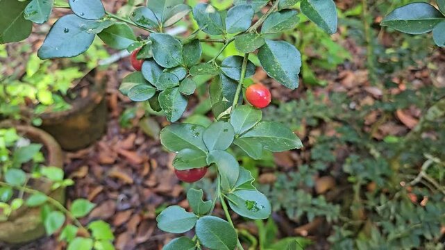 Close-up of ripe limeberry fruits (Triphasia trifolia) growing on a small shrub with shiny green leaves, taken in natural forest light.