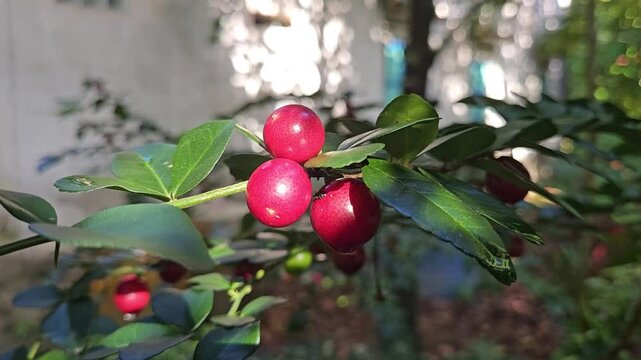 Close-up of ripe limeberry fruits or Lime Berry, Triphasia trifolia,  growing on a small shrub with shiny green leaves.
