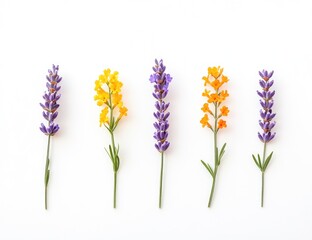 Fototapeta premium Five flower stems, lavender and yellow, arranged evenly on a white background