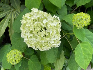 6月の白いアジサイの蕾と花 2025/6/4