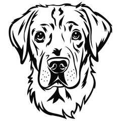 abrador retriever dog head illustration isolated vector on white background