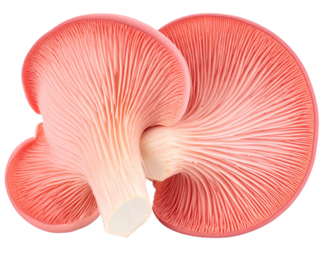 Two pink oyster mushrooms (Pleurotus ostreatus) with detailed underside view, showcasing vibrant gills and delicate textures isolated on white background. Suitable for marketing or business purposes