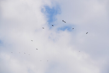 Silhouettes of birds flying in a flock, seen from below against a blue, cloud-dotted sky.