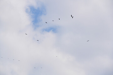 Obraz premium Silhouettes of birds flying in a flock, seen from below against a blue, cloud-dotted sky.