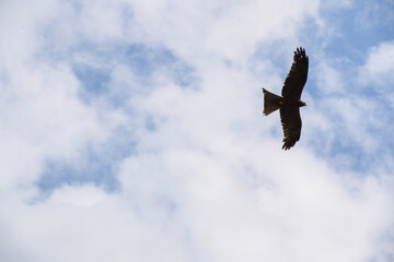 An eagle glides gracefully across a bright blue sky dotted with fluffy white clouds.