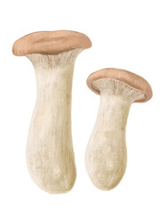 エリンギ（2本）