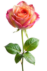 Fototapeta premium single red rose