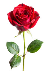 single red rose