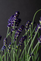 Close up of Lavender Plant Flowers on Dark Background