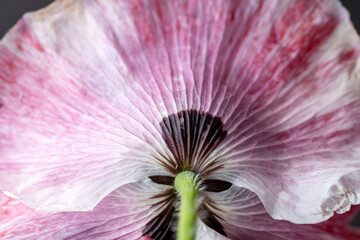 Obraz premium Close up of Beautiful Shirley Pink Poppy Flower