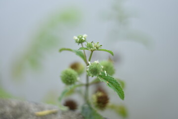 spring flowers in the morning
