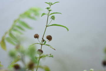 wild flowers in the wind