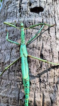 bright turquoise giant stick insect species, what is this large blue-green insect, unusual teal colored walking stick