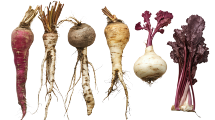 Fresh root vegetables Transparent background, PNG