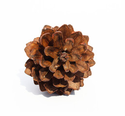 pine cone on white background