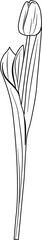 Tulip Coloring Pages