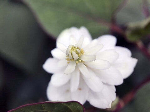 神田川5月：ヤエドクダミの花の接写 2025/5/21