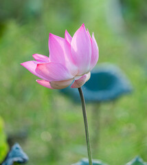 Obraz premium pink Lotus flower