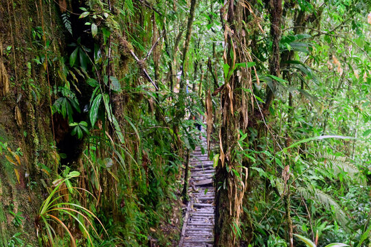 camino en nla selva