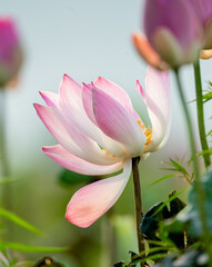 Fototapeta premium pink Lotus flower
