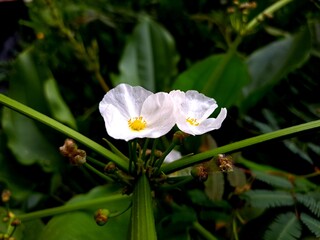 Water Jasmine is a very beautiful and refreshing plant, this flower is also called Echinodorus Paleafolius. This jasmine is very unique because it lives in water.