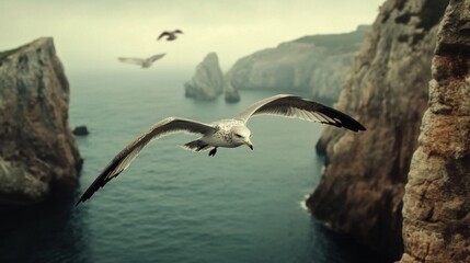 Seagulls over rugged cliffs
