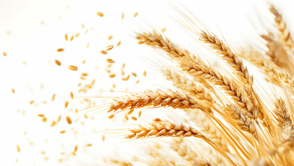 Golden Wheat Field Grains Harvesting
