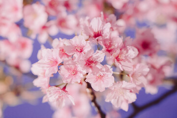 March 24 2025 Beautiful Pink Cherry Blossoms Under a Clear Blue Sky