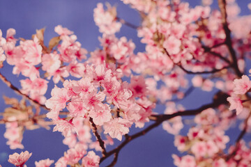 March 24 2025 Beautiful Pink Cherry Blossoms Under a Clear Blue Sky
