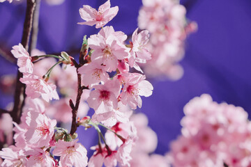 March 24 2025 Beautiful Pink Cherry Blossoms Under a Clear Blue Sky